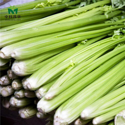 KNESSiN Celery Disease-Resistant Seed(1250 per packet)