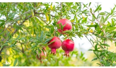 Aywal Fresh Red Big Pomegranate Seed(65 per packet)