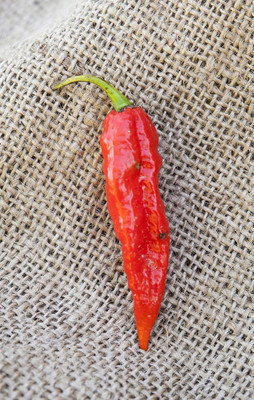 Biosnyg Non GMO Ghost Pepper Bhut Jolokia Vegetable Seeds For Gardening-(2000 Seeds) Seed(2000 per packet)