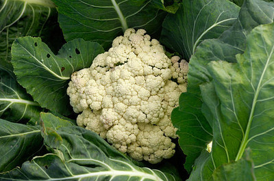 Fiorucci white cauliflower,gobhee seeds Seed(25 per packet)