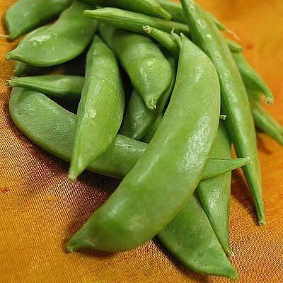 VibeX ® VLR-393 Sugar Snap Peas Seeds Seed(50 per packet)