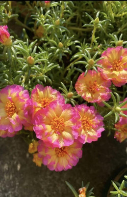 AMAJIT Portulaca seeds,Moss Rose flower seeds,9 o clock flower seeds,Sun Rose seeds, Seed(65 per packet)