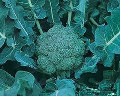 CYBEXIS XL-29 - Fiesta Broccoli - (1350 Seeds) Seed(1350 per packet)
