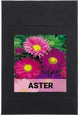 CYBEXIS Aster Flower Seeds200 Seeds Seed(200 per packet)