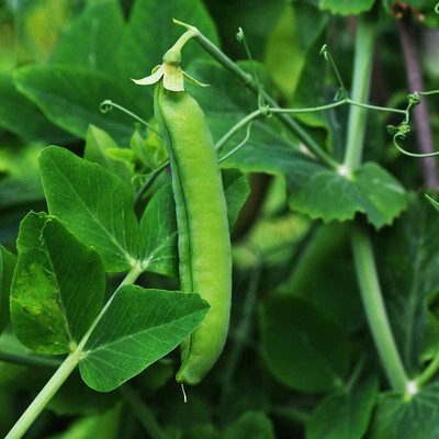Qualtivate GBPT-8A Sugar Lace II Snap Pea Seeds Seed(200 per packet)