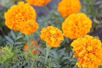 True Elements marigold/gende ka phool flower seeds Seed(50 per packet)