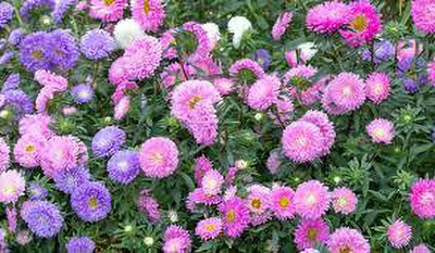nizex Aster flower seed mixed beautifull flower seed b64 Seed(75 per packet)