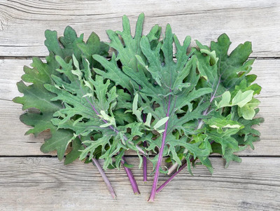 WILLVINE PAU -XI Kale Seeds - Red Russian - Non-GMO [25g] Seed(7500 per packet)