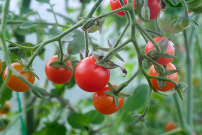 Hi tech Kisan Agro Farm tomato Seed(35 per packet)