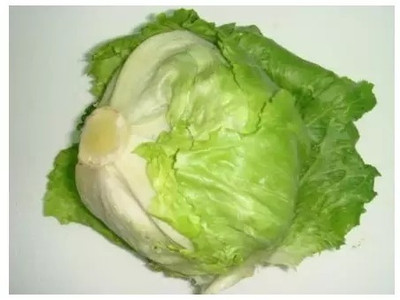 Quentova Iceberg lettuce-GBPUT-22F Seed(250 per packet)