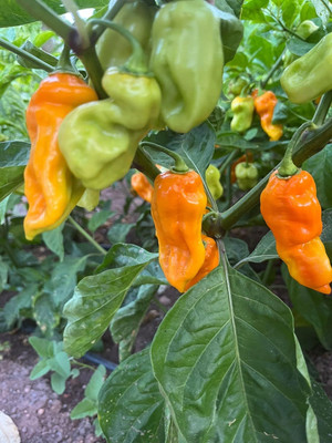 Biosnyg Organic Chaguanas Yellow Chilli Seeds For Kitchen Gardening-(2000 Seeds) Seed(2000 per packet)