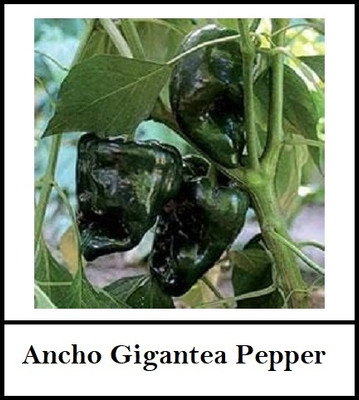 Biosnyg High Yield Mexican Poblano Pepper Seeds for Home Gardening-(1000 Seeds) Seed(1000 per packet)