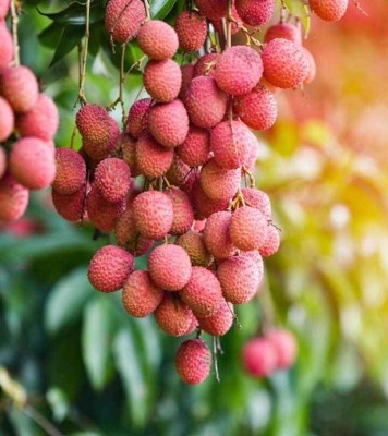 Aywal Litchi, Lichi, Lychee Seed(24 per packet)