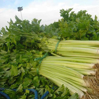 CYBEXIS Lovage Herb Seeds700 Seeds Seed(700 per packet)