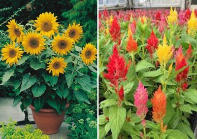 Farmers Choice Sunflower Miniature and Celosia Seed(50 per packet)