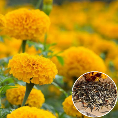 Greenfall Unique Hybrid Marigold Mix Seeds - 150 Count for Gardeners Seed(200 per packet)