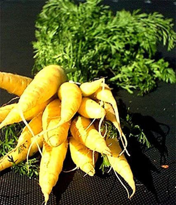 CYBEXIS LX-98 - Yellowstone Carrot - (750 Seeds) Seed(750 per packet)