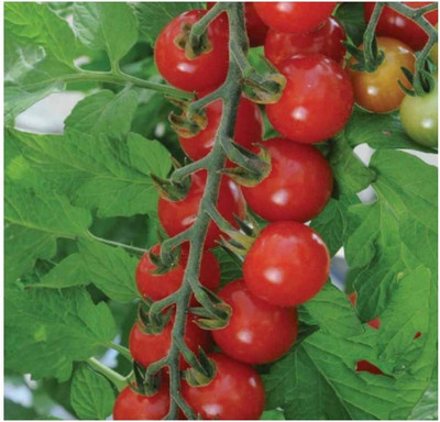 CYBEXIS Tomato Sweet Aperitif Seeds2000 Seeds Seed(2000 per packet)