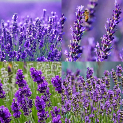 ibains lavender seeds for planting 11 Seed(11 per packet)