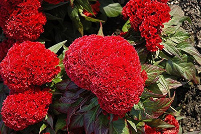 BDSresolve Organic celosia seeds/Celosia seed 37 Seed(37 per packet)