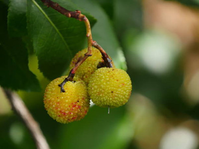 MAA LITCHI,LICHEE,LYCHEE Seed(11 per packet)
