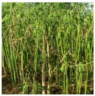 Quentova Drumstick - Moringa Oleifera-UK-11H Seed(250 per packet)