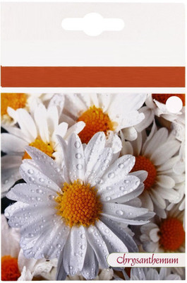 CYBEXIS Saamandi- Chrysanthemum Pink Flower Seeds Seed(1 g)