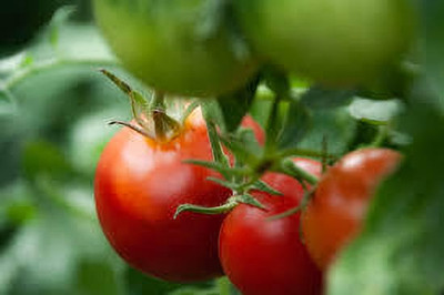 XOLDAA hybrid f1 quality tomato seeds Seed(20 per packet)