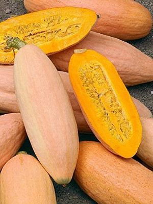 Qualtivate ICRA-7A Pumpkin Pink Banana (Cucurbita Maxima) Seed(50 per packet)