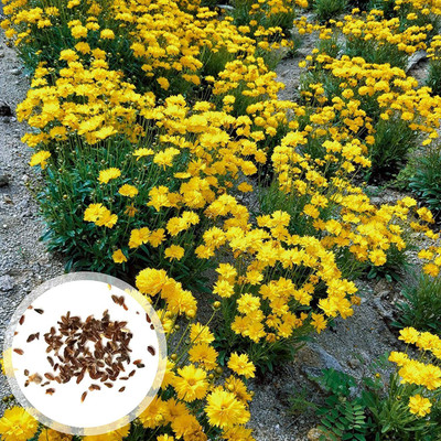 CYBEXIS XLR-6 - Yellow Ground-cover Chrysanthemum - (270 Seeds) Seed(270 per packet)