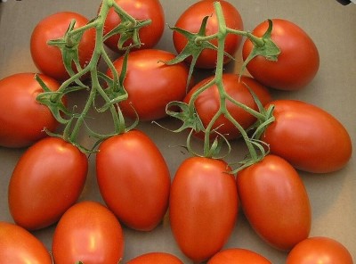 Lorvox Tomato Seed(125 per packet)