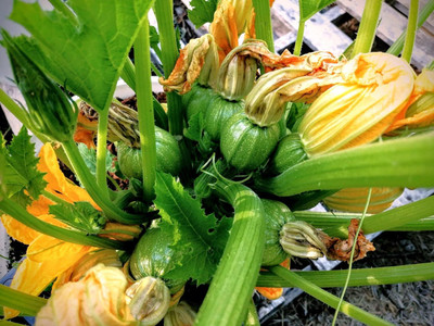 Biosnyg Eight Ball Ronde Summer Squash Vegetable Seeds for Garden - (100 Seeds) Seed(10 per packet)