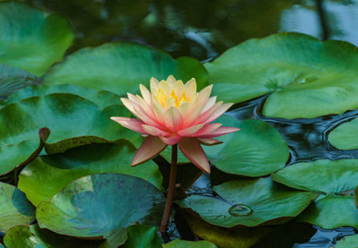 Kesariwala lotus,kamal gatta Seed(11 per packet)