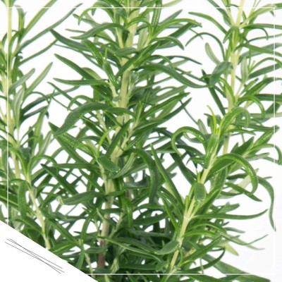 Qualtivate XLL-131 Rosemary Rosmarinus officinalis Seed(500 per packet)