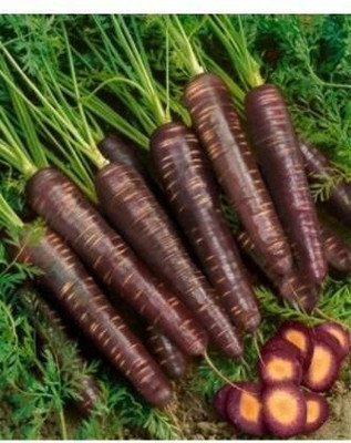 DIVINE CARROT Seed(20 per packet)
