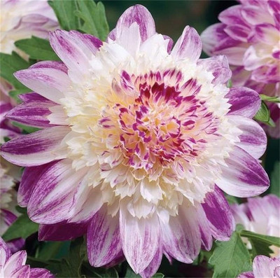 Qualtivate KGF -238 White Red Dahlia Charming Flower Seed(50 per packet)