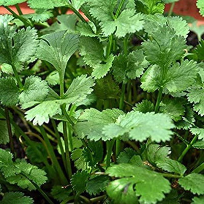 Mohomaya Coriander (Dhaniya) Seed (100 per packet) Seed(100 per packet)
