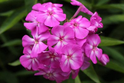 CEZIUS Phlox paniculata 'Amethyst' Seed(50 per packet)