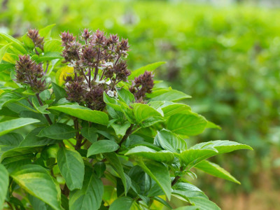 WILLVINE LXI-4 Sweet Basil 'Magic Michael' Seed(1000 per packet)