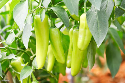 Bula Plant House Sweet White Green Chilli Pepper Seed(200 per packet)