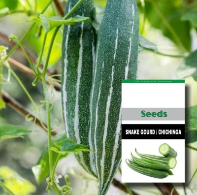 VibeX Summer Snake Gourd Seeds - High Yield Vegetable[500 Gms, 2500 Seeds] Seed(2500 per packet)