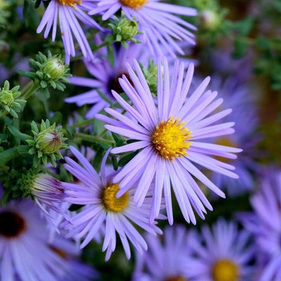 Lorvox HYBRID SEEDS Aster Seed(15 per packet)