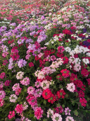Clint FL-123-MIX-ALYSSUM Seed (40 per packet) Seed(40 per packet)