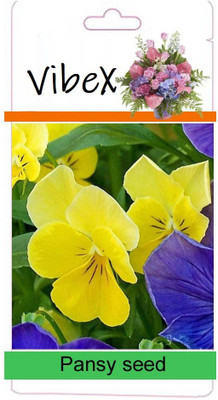 CYBEXIS Pansy Winter Flower Seed Seed(50 per packet)