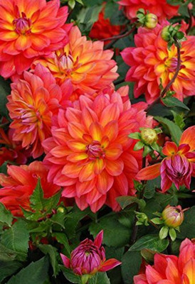 DIVINE ®EF- Mixed Color and Hybrid Flower Seeds -0A577 Seed(55 per packet)