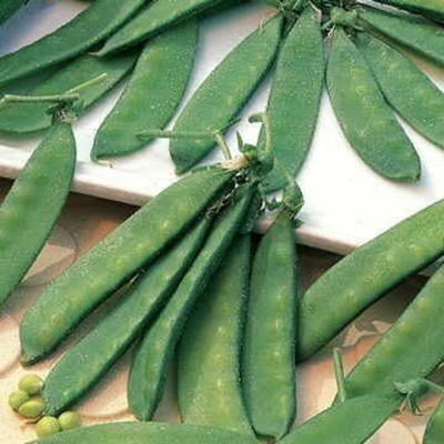 Qualtivate KXL-9AT White Sugar Snow Pea Seeds Seed(200 per packet)