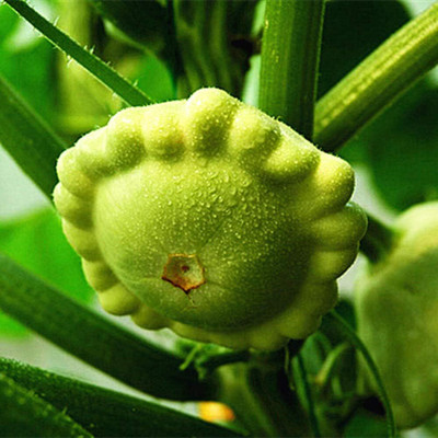KNESSiN VIX-98 Old Melon Mini Pumpkin Seed(50 per packet)