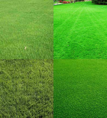 ibains Korean nilgiri lawn grass seeds biij 4900 Seed(4900 per packet)