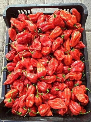 DIVINE CHILLI , PEPPER Seed(20 per packet)