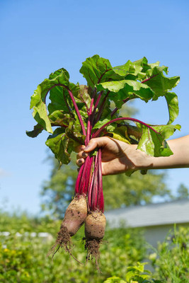 AFARTIOBINA 50 PCS BEETROOT SEEDS-A02 Seed(50 per packet)